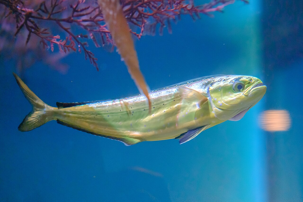 Real Dorado reference