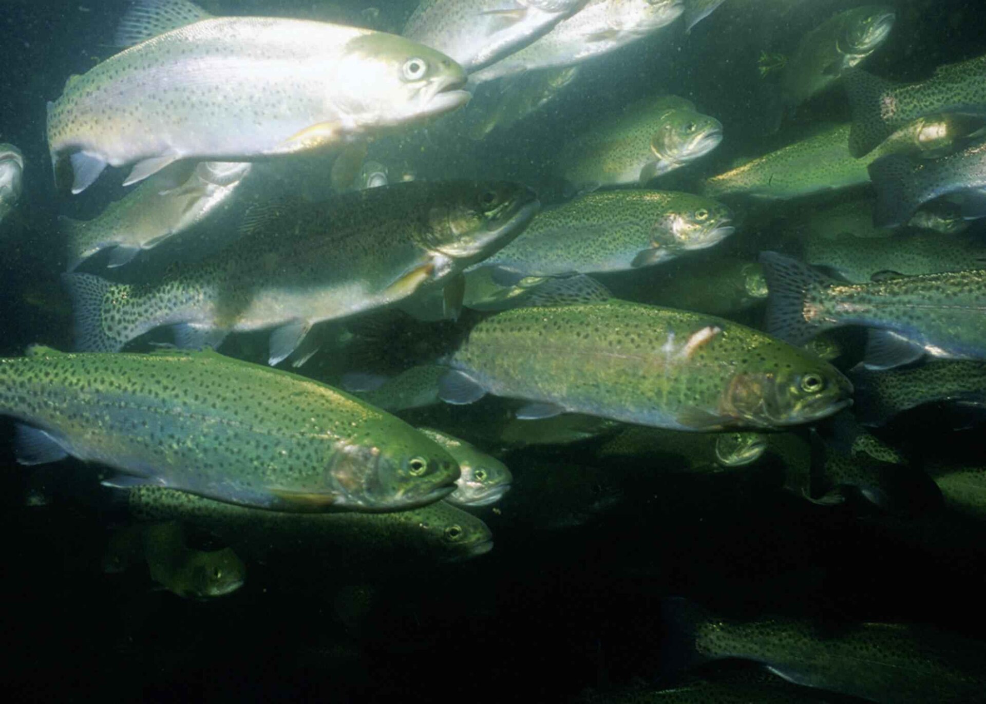 Real Rainbow Trout identification reference