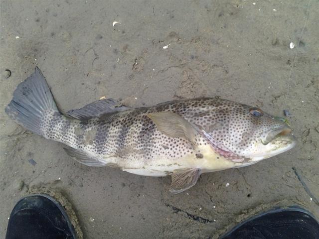 Real Spotted Bay Bass