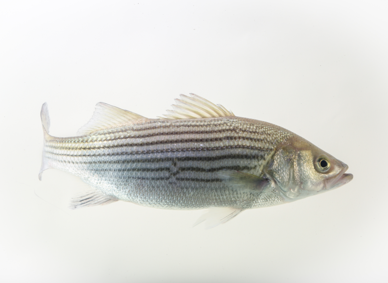 Real Striped Bass identification reference